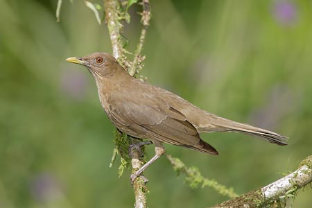 Clay-colored Thrush (Turdus grayi) photo image