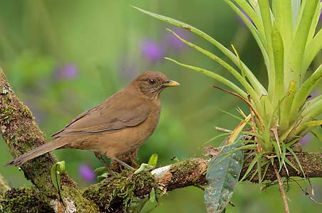 Clay-colored Thrush (Turdus grayi) photo image