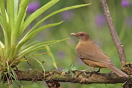 Clay-colored Thrush (Turdus grayi) photo image