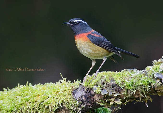 Collared Bush Robin (Tarsiger johnstoniae) photo