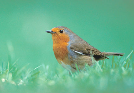 European Robin (Erithacus rubecula) photo image