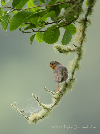 European Robin (Erithacus rubecula) photo image