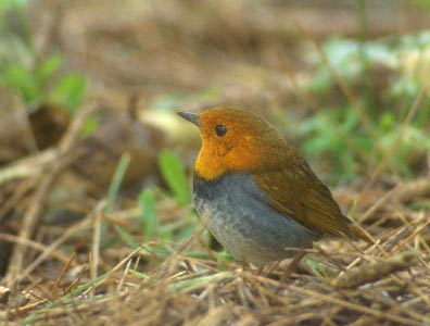 Japanese Robin (Erithacus akahige) photo image