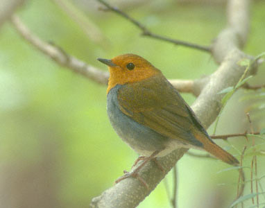 Japanese Robin (Erithacus akahige) photo image