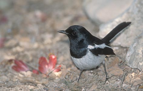 Madagascar Magpie-Robin (Copsychus albospecularis) photo image