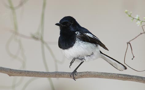 Madagascar Magpie-Robin (Copsychus albospecularis) photo image