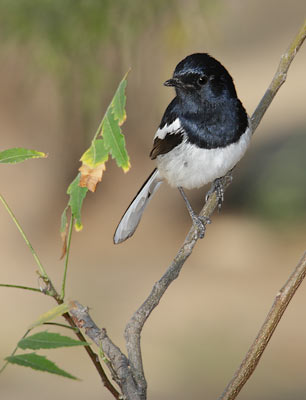 Madagascar Magpie-Robin (Copsychus albospecularis) photo image