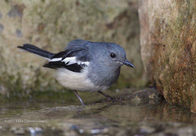 Oriental Magpie-Robin (Copsychus saularis) photo image