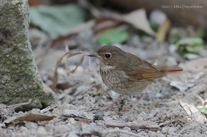 Rufous-tailed Robin (Luscinia sibilans) photo image