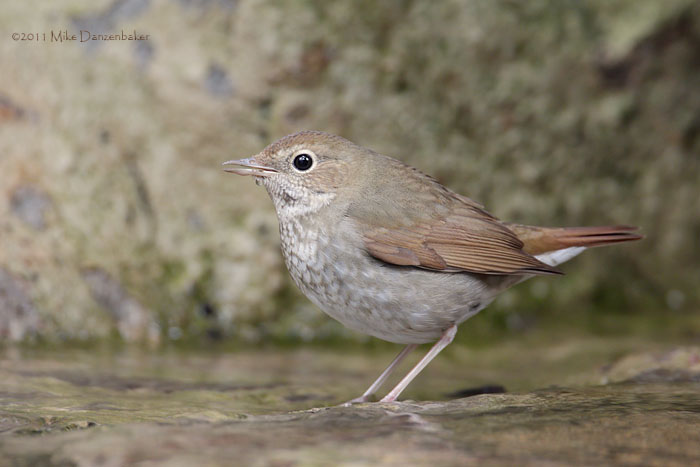 Rufous-tailed Robin (Luscinia sibilans) photo