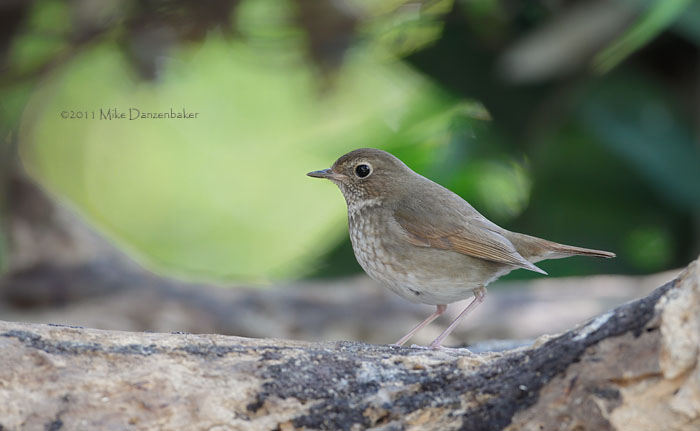 Rufous-tailed Robin (Luscinia sibilans) photo image