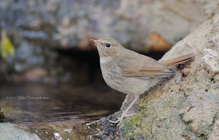 Rufous-tailed Robin (Luscinia sibilans) photo image