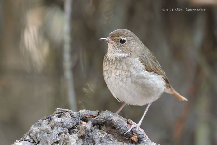 Rufous-tailed Robin (Luscinia sibilans) photo