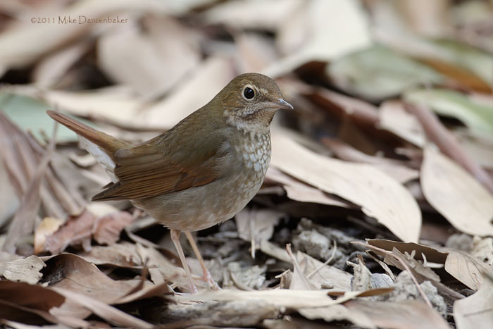 Rufous-tailed Robin (Luscinia sibilans) photo image