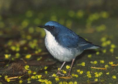 Siberian Blue Robin (Luscinia cyane) photo image