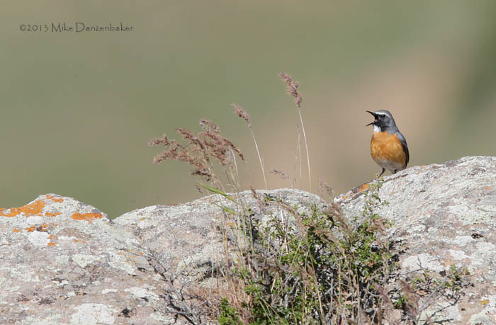 White-throated Robin (Irania gutturalis) photo image
