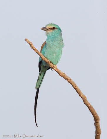 Abyssinian Roller (Coracias abyssinicus) photo