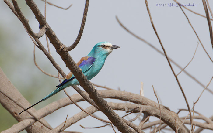 Abyssinian Roller (Coracias abyssinicus) photo