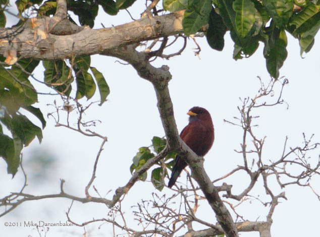 Blue-throated Roller (Eurystomus gularis) photo
