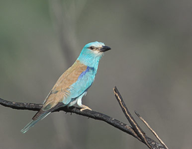 European Roller (Coracias garrulus) photo image