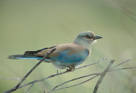 European Roller (Coracias garrulus) photo image