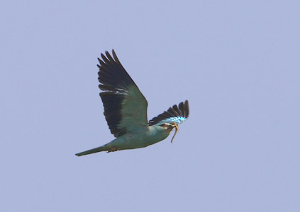 European Roller (Coracias garrulus) photo image