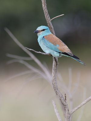 European Roller (Coracias garrulus) photo image
