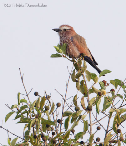 Purple Roller (Coracias naevius) photo image