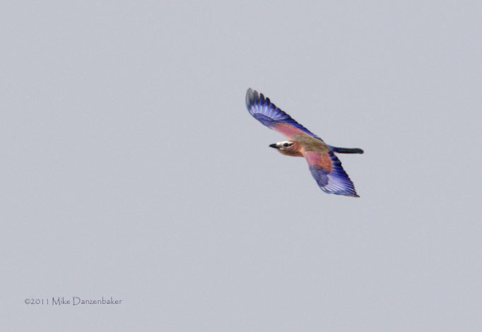 Purple Roller (Coracias naevius) photo image