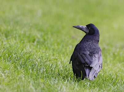 Rook (Corvus frugilegus) photo image
