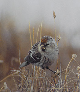 Common Redpoll (Carduelis flammea) photo image