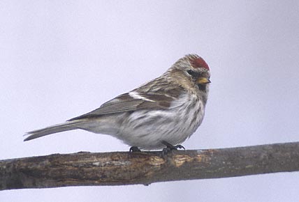 Common Redpoll (Carduelis flammea) photo image