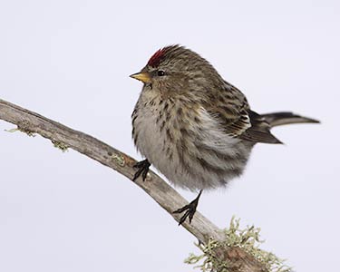 Common Redpoll (Carduelis flammea) photo image