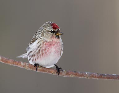 Common Redpoll (Carduelis flammea) photo image