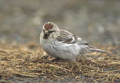 Arctic Redpoll (Carduelis hornemanni) photo image