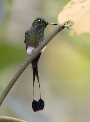 Booted Racket-tail (Ocreatus underwoodii) photo image