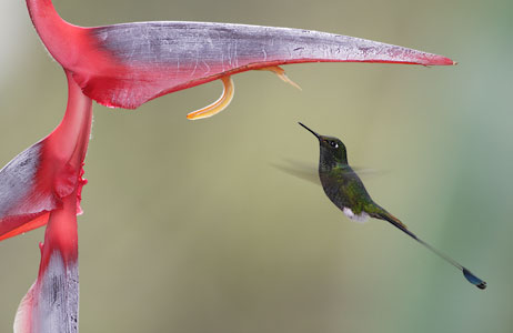 Booted Racket-tail (Ocreatus underwoodii) photo image