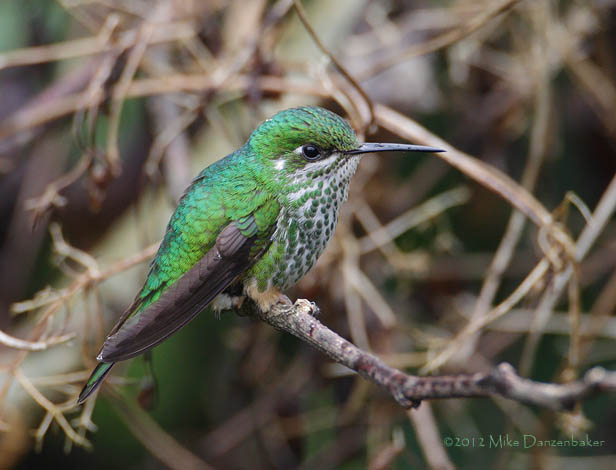 Booted Racket-tail (Ocreatus underwoodii) photo