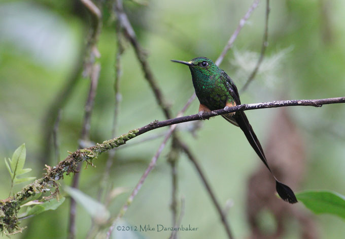 Booted Racket-tail (Ocreatus underwoodii) photo