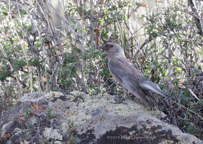 Asian Rosy-Finch (Leucosticte arctoa) photo