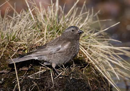 Black Rosy-Finch (Leucosticte atrata) photo