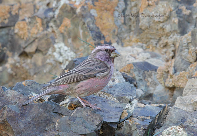 Chinese Beautiful Rosefinch (Carpodacus davidianus) photo image
