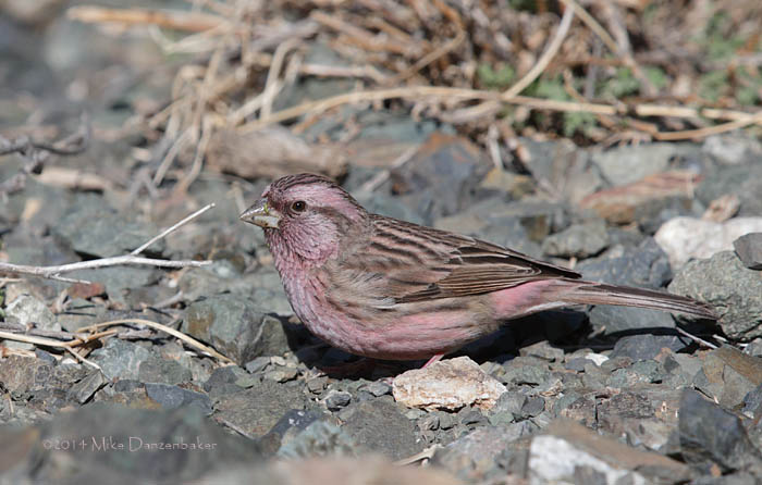 Chinese Beautiful Rosefinch (Carpodacus davidianus) photo image