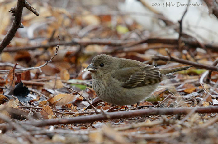 Common Rosefinch (Carpodacus erythrinus) photo image
