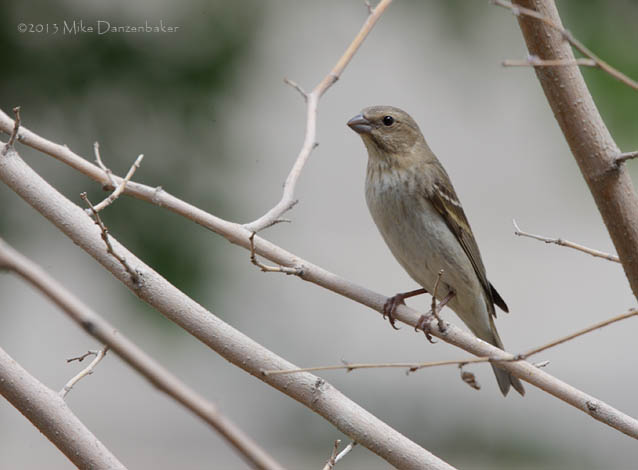 Common Rosefinch (Carpodacus erythrinus) photo image