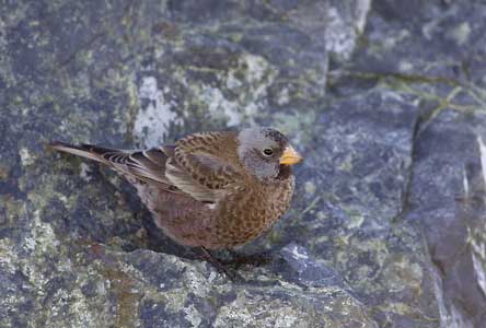 Gray-crowned Rosy-Finch (Leucosticte tephrocotis) photo