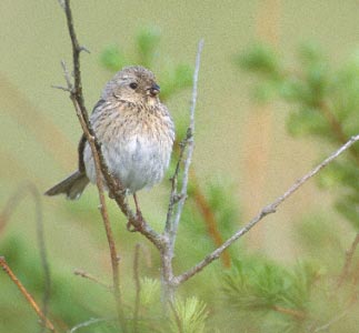 Long-tailed Rosefinch (Uragus sibiricus) photo image
