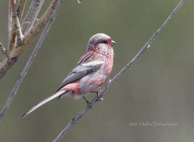 Long-tailed Rosefinch (Uragus sibiricus) photo