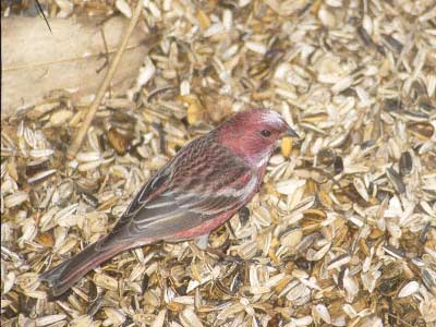 Pallas's Rosefinch (Carpodacus roseus) photo image