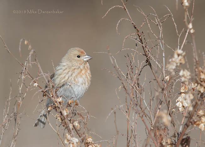 Pallas's Rosefinch (Carpodacus roseus) photo